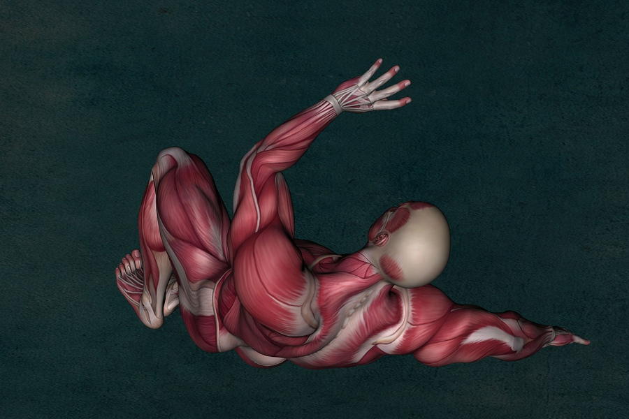 grafische Darstellung der Muskulatur eines Mannes, der Crunches macht