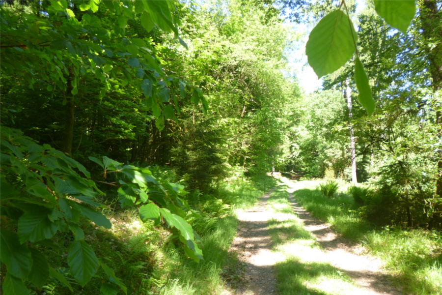 Waldweg über dem Eiterbachtal