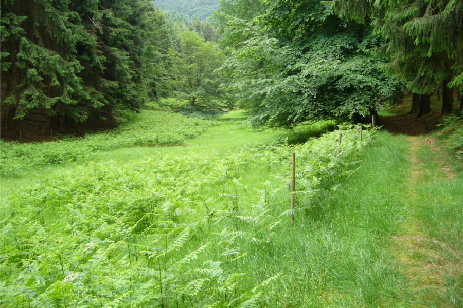 Bachauen im Eiterbachtal