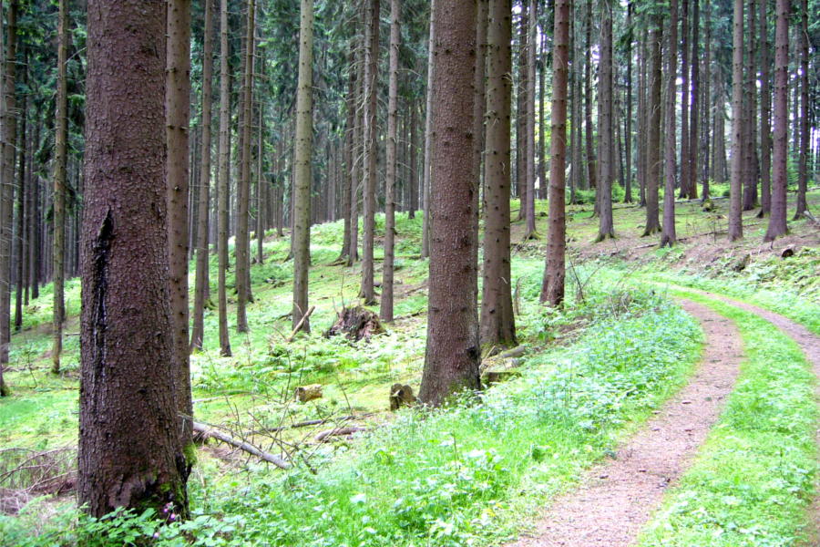 Weg durch Nadelwald