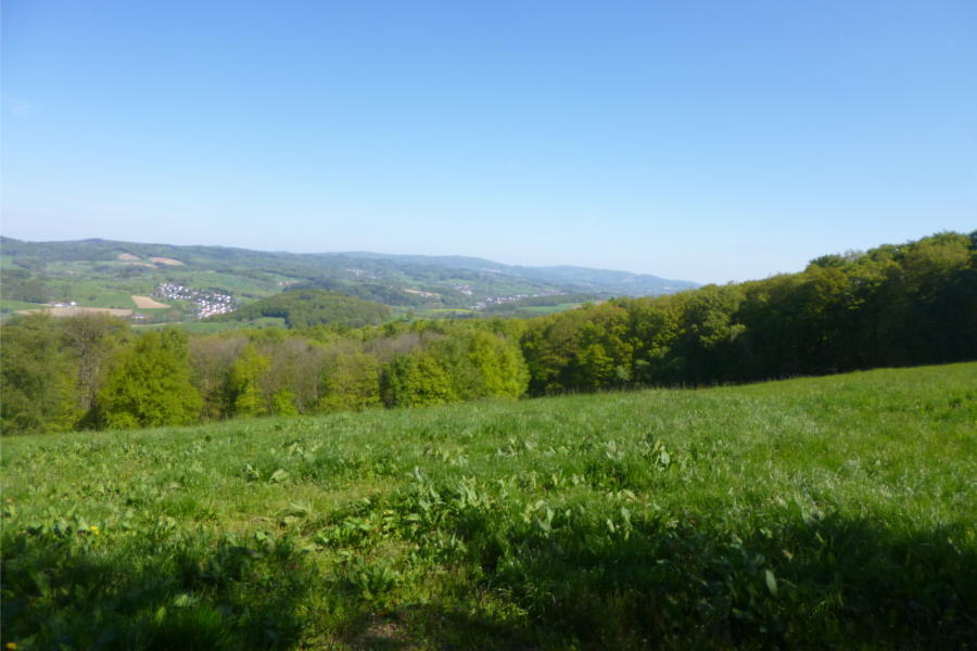 grüne Wiese und Laubwald über dem Weschnitztal