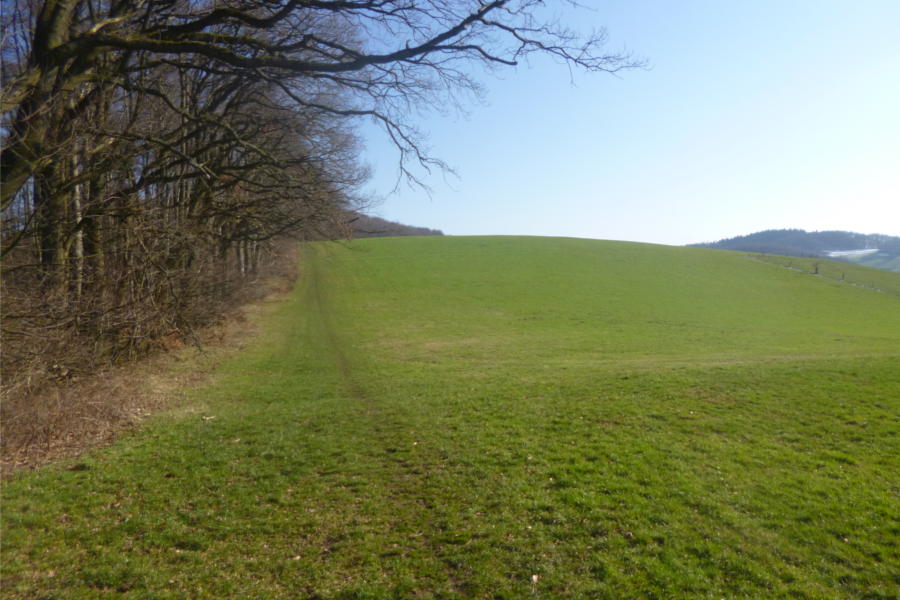 Wiese oberhalb des Kallstädter Tals