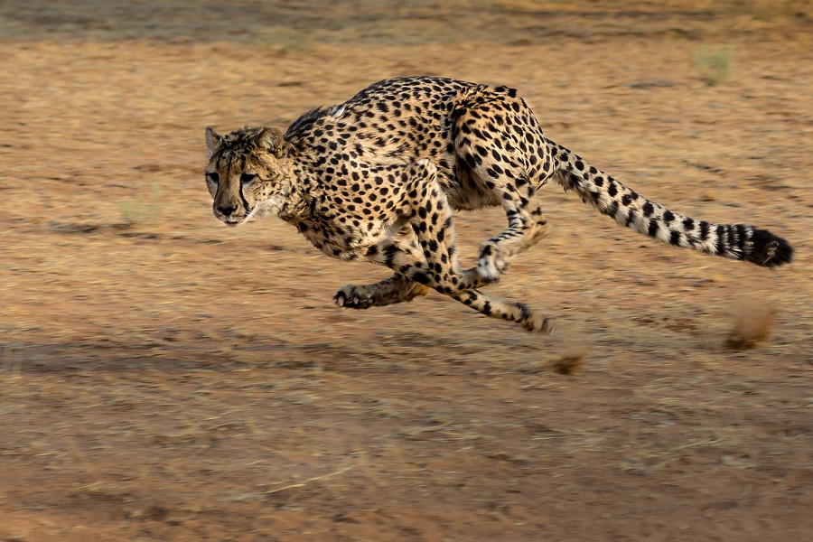Gepard im Sprint in der afrikanischen Steppe